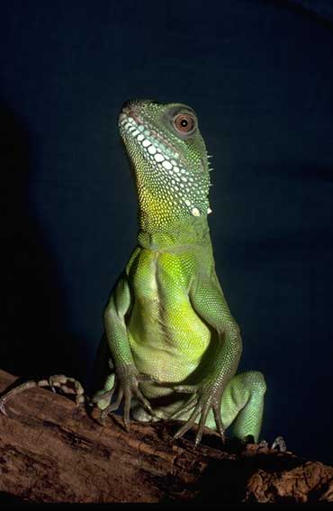 green lizard pictures